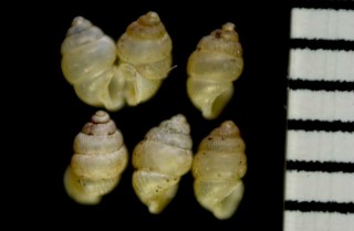 タカシマゴマガイ 高島胡麻貝 Diplommatina tanegashimae takashimae small
