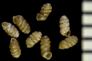 クロイスターミジンサナギガイ (仮称) Truncatellina claustralis small