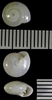 プロセルピナの一種 Proserpina nitida small