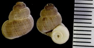 オカカニモリの仲間 Tudora tectilabre small