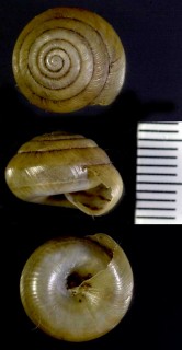 オソナエマイマイの仲間 Sagda alligans small