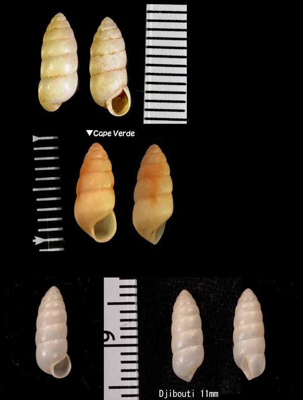 オカクチキレガイの仲間02 Zootecus insularis small