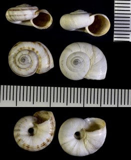 カンダハルマイマイ (仮称) Xeropicta candaharica small