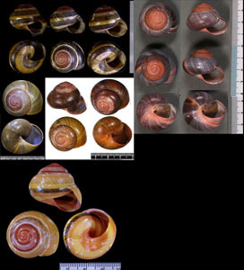 バリメダママイマイ Asperitas sparsa baliensis small