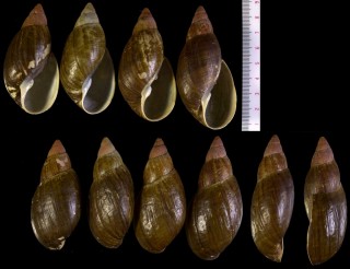 ドングリアカネマイマイ Placostylus manni small