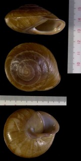 ヒトハココアマイマイの一種 Pleurodonte lamarckii acuta var. nobilis small