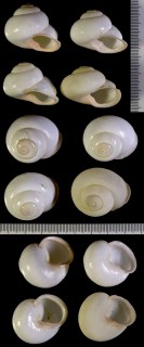 トラフパプアの仲間 Papuina globula small