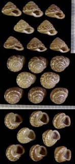 トラフパプア Papuina buehleri small