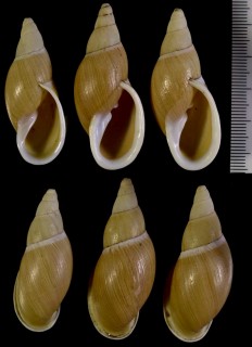 コガネアカネマイマイ Placostylus strangei small