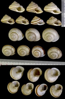 サヤガタパプアの一種 Papuina tabarensis anirensis small