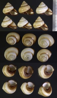 ウスチャサヤガタパプア Papuina spadicea dunckeri small