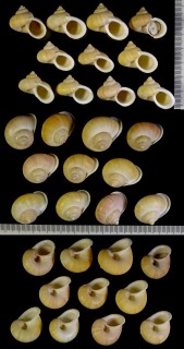 オレンジヤマタマキビ Tropidophora tricarinata citrina small