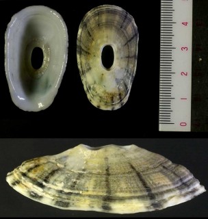 タテガタスカシ Amblychilepas scutella small