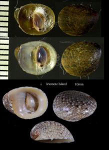 ニセヒロクチカノコ Neritina crepidularia small