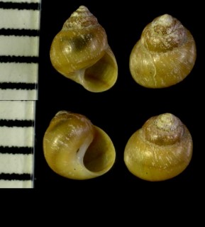ツブカワザンショウ Assiminea estuarina small