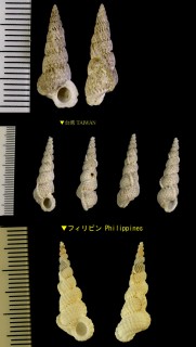 ホソチリメンニナ Cirsotrema turriculoides small