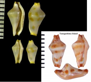 ナナホシケボリ(ナナホシコボレバケボリ) Dentiovula septemmacula small