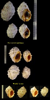 キナレイシ Mancinella mancinella small