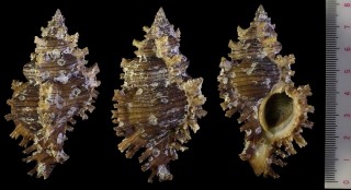 キルバーンセンジュ Chicoreus torrefactus kilburni small