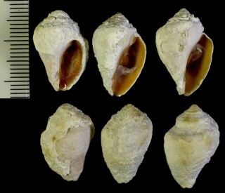 ミカンレイシ 蜜柑茘枝 Pinaxia coronata small