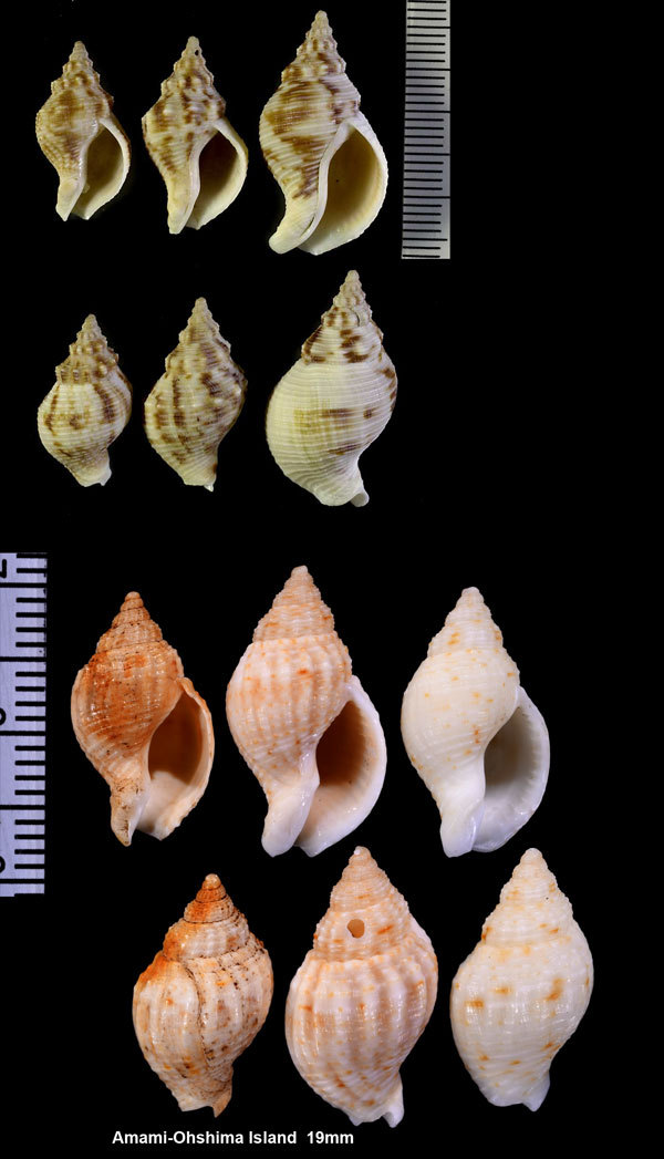 ヒメミクリ Siphonalia vanattai small