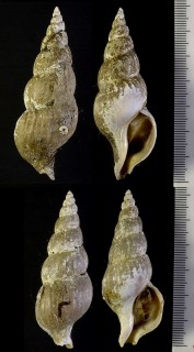 オホーツクツムバイ Colus okhotskana small