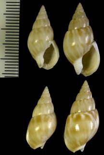オボロヨフバイ Nassarius exellens small