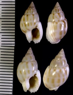 ゾウゲヨフバイ Nassarius algidus small