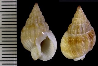 ハガタムシロ Nassarius denticulatus small