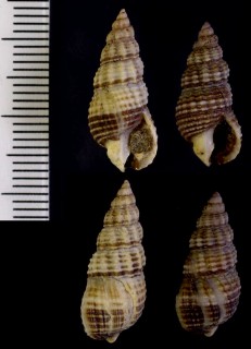 ムシロガイの仲間 カナダ Nassarius mendicus small