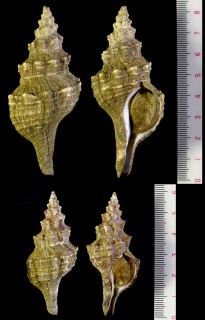 ミクリナガニシ Fusinus tuberosus small