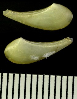 エナガロウバイ (タンセイエナガロウバイ) Nuculana tanseimaruae small