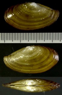 ヒダトリソデガイ (ウリタソデガイ) Yoldia scissurata small