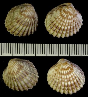トマヤフミガイ Cardita ajar small