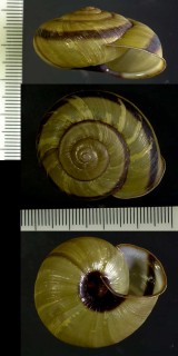 オカノマイマイ Euhadra sandai okanoi small