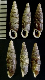 オキギセルの中国近似種 未詳 Vastina ? aff. small