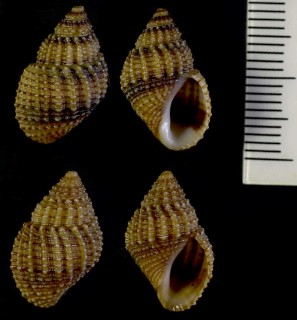 タンガニーカ湖のトウガタカワニナ類 未詳 Lavigera sp. small