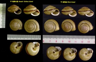 タメトモマイマイ Phaeohelix phaeogramma phaeogramma small
