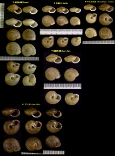 パンダナマイマイ Bradybaena circulus small