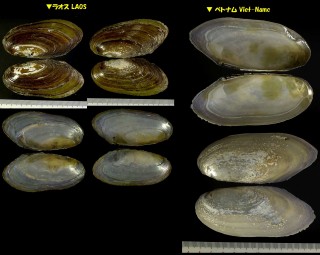 ドブガイの仲間　南アジア Pilsbryoconcha exilis exilis small