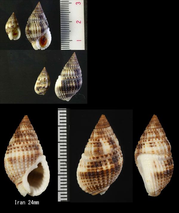 リュウキュウムシロ Nassarius margaritifer small
