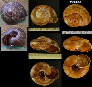 クロイワマイマイ Euhadra senckenbergiana small
