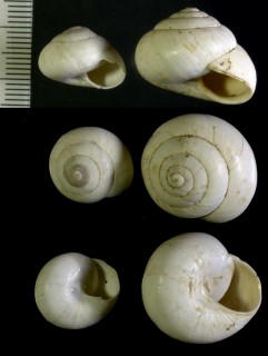 フクレサバクマイマイ (仮称) Sphincterochila candidissima small
