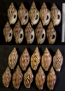 イナズマインドボラ Harpulina loroisi small