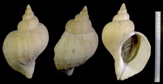 ヒレエゾボラ 鰭蝦夷法螺 Neptunea varicifera small