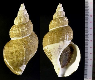 ヒロナガバイ 広長? Beringius kennicotti small