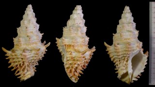 モモイロオニコブシ Vasum flindersi small