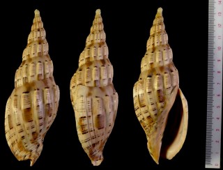コトスジボラ Lyria lyraeformis small