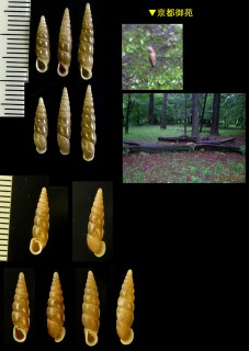 ナミコギセル 並小煙管 Euphaedusa tau small