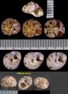 ヘソワゴマ Monilea belcheri small